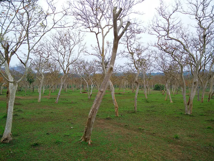 Wildlife habitat in Mudumalai National Park region