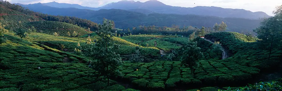 Tea plantation hills typical of Valparai and the Western Ghats